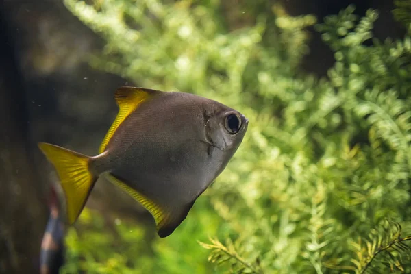 Sebuah Foto Close Seup Dari Moonyfish Perak Monodactylus Argentus Dalam — Stok Foto