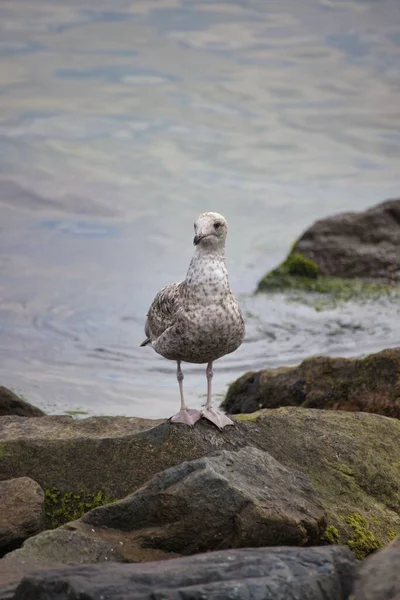 Disparo Vertical Una Gaviota Blanca Posada Sobre Una Roca Cerca — Foto de Stock