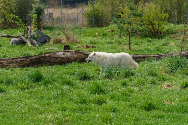 Biały Wilk Zoo Tabor Czechach — Zdjęcie stockowe