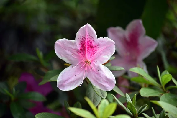 Primer Plano Una Flor Azalea Rosa Jardín —  Fotos de Stock