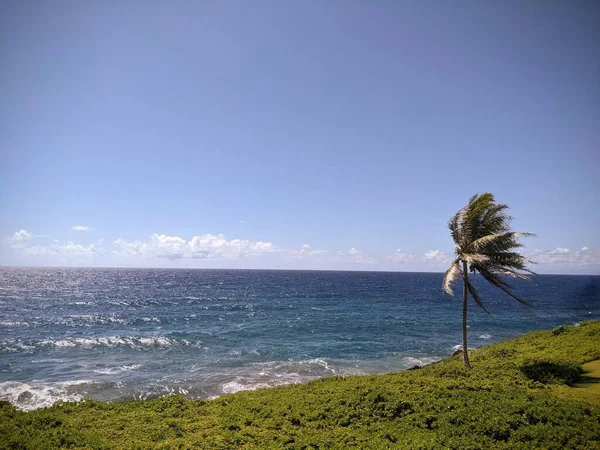 海的蓝色地平线上的绿色悬崖上的棕榈树 — 图库照片