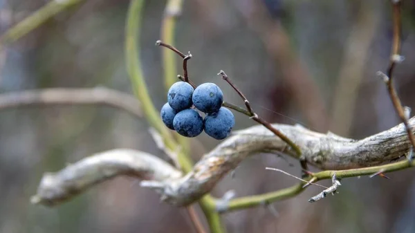 Gros Plan Bleuets Poussant Sur Une Brindille — Photo