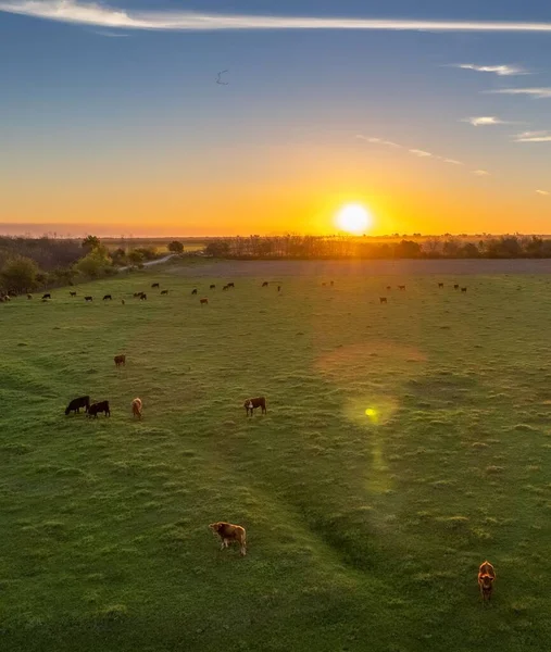 Bellissimo Tramonto Campo Argentina Mucche Pascolano Liberamente — Foto Stock