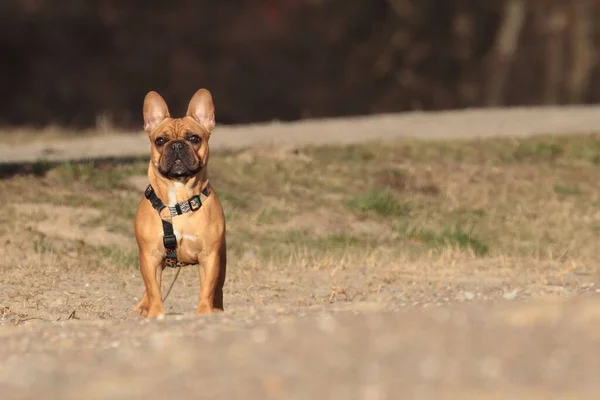 Eine Selektive Fokusaufnahme Einer Französischen Bulldogge Mit Einem Hundegeschirr Das — Stockfoto