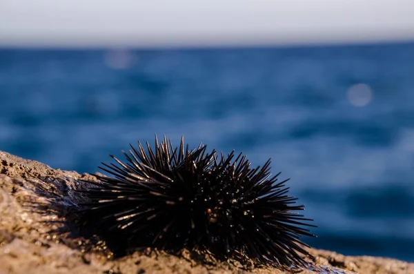 海を背景に近い岩の上のウニ — ストック写真