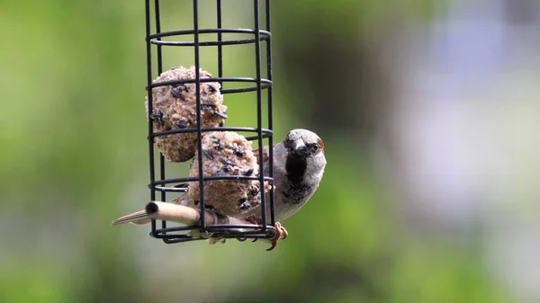 Primer Plano Gorrión Encaramado Comedero Aves Con Bolas Gordas —  Fotos de Stock