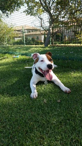 Ein American Staffordshire Terrier Liegt Einem Sonnigen Tag Gras — Stockfoto