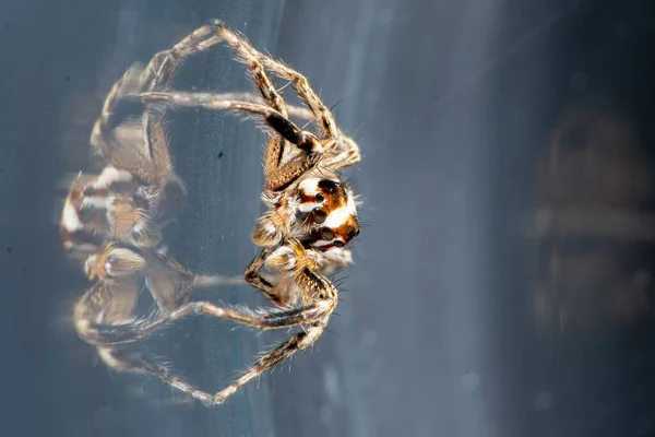 Close-up of a Jumping spider, pantropical jumping spider, Plexippus paykulli with reflection in Europe