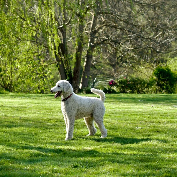 Ein Königspudel Steht Frühling Grünen Garten — Stockfoto