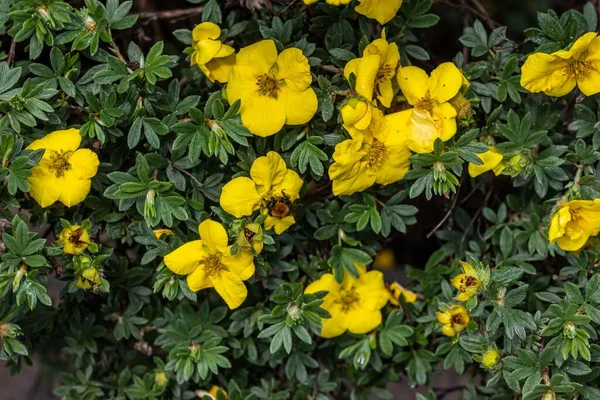 Крупный План Цветков Желтых Cinquefoils — стоковое фото