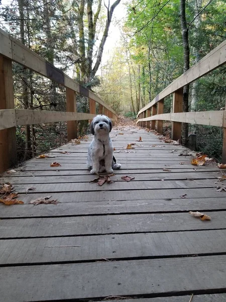 Μια Κάθετη Θιβετιανού Terrier Στέκεται Μια Ξύλινη Γέφυρα Που Καλύπτεται — Φωτογραφία Αρχείου