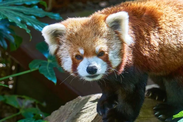 动物园里一只小红熊猫的美丽景色 — 图库照片