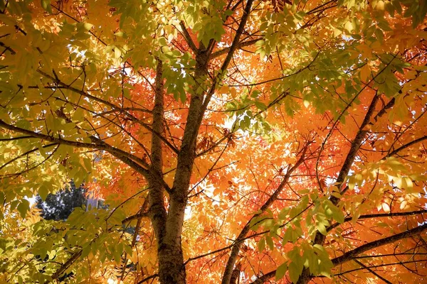 Nahaufnahme Eines Baumes Herbstlaub — Stockfoto