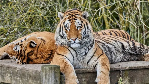 Krásný Výhled Dva Tygry Odpočívající Dřevěné Desce — Stock fotografie