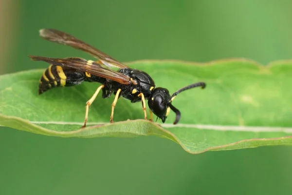 Close Een Early Mason Wasp Ancistrocerus Nigricornis Zittend Een Grasstro — Stockfoto