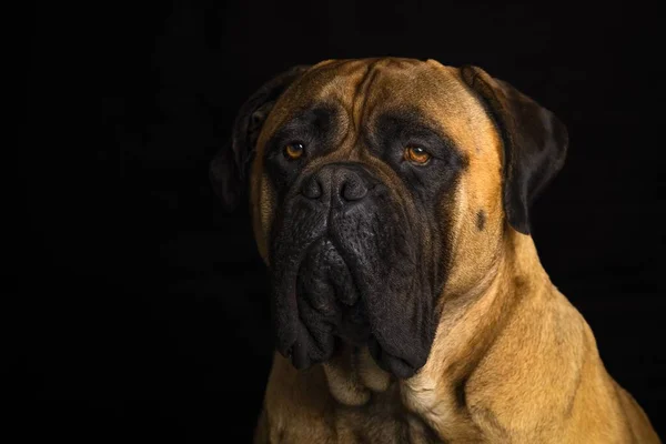 Ένα Πορτραίτο Ενός Μεγάλου Ενήλικα Bullmastiff Όμορφα Μάτια Μαύρο Φόντο — Φωτογραφία Αρχείου