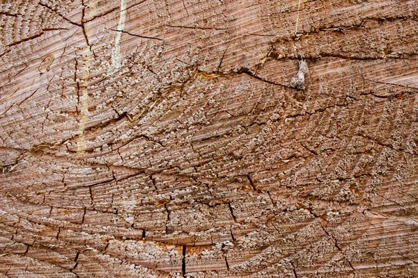 伐採された木のクローズアップ — ストック写真