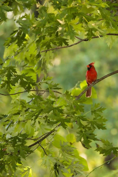 Vertical View Northern Cardinal Bird Perching Branch Green Tree — Stock Photo, Image