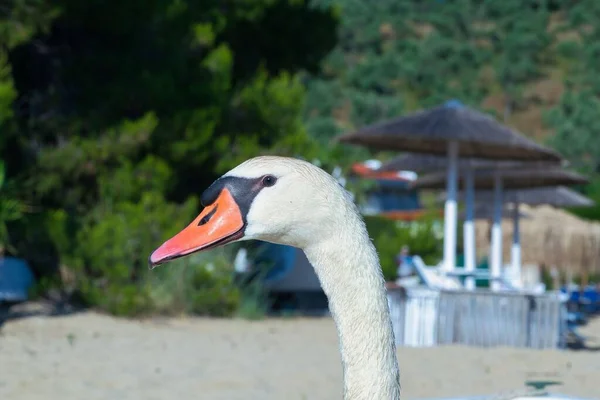 Skiathos Island Kolios Beach Greece Beautiful Swans — Stock Photo, Image