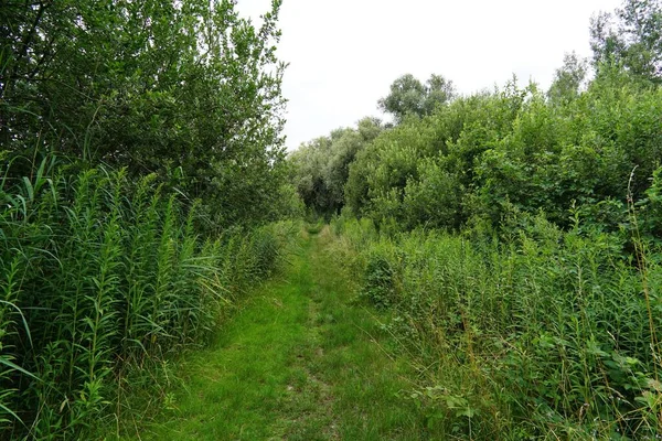 Paisagem Verão Com Uma Trilha Caminhadas Entre Vegetação Verde Floresta — Fotografia de Stock