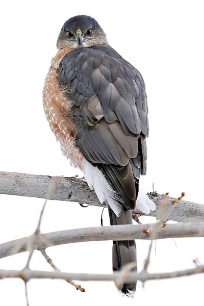 Brown Hawk Perching Tree Branch — Stock Photo, Image