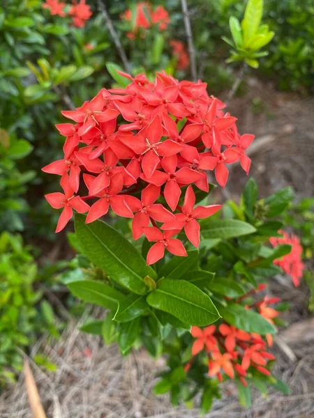 Pionowe Ujęcie Czerwonego Geranium Dżungli Kwiat Zielonymi Liśćmi Ogrodzie — Zdjęcie stockowe