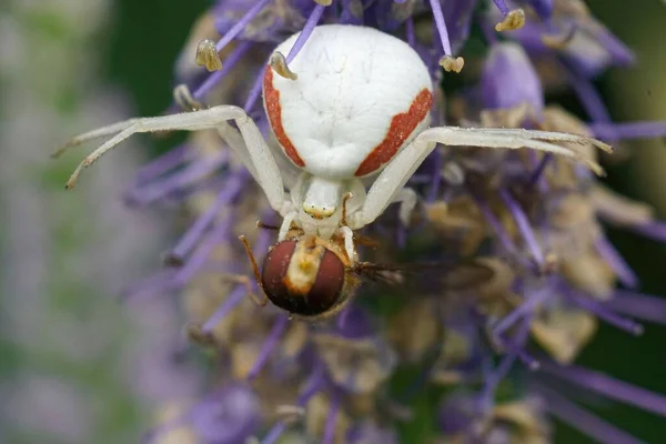 Close Uma Aranha Caranguejo Goldenrod Misumena Vatia Comer Hoverfly Marmelada — Fotografia de Stock