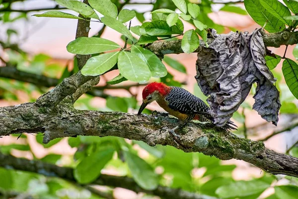 Ptak Dendrocopos Gałęzi Drzewa — Zdjęcie stockowe