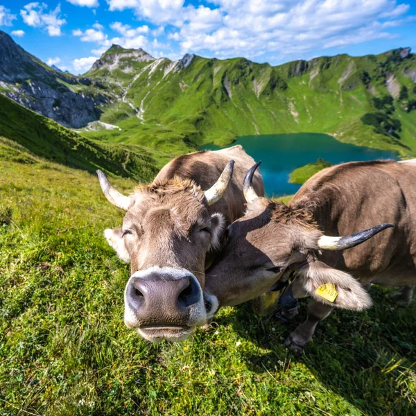 Fish Eye Shot Two Cows Grooming Green Pasture Lake Surrounded — Stock Photo, Image