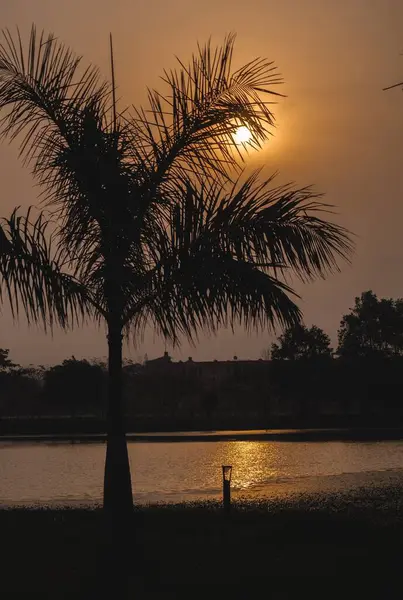 日落时湖岸上一棵热带树的侧影的垂直照片 — 图库照片