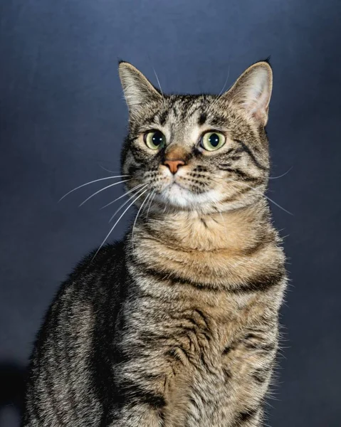 Meraklı Kedi Stüdyosu Hayvan Portresi — Stok fotoğraf