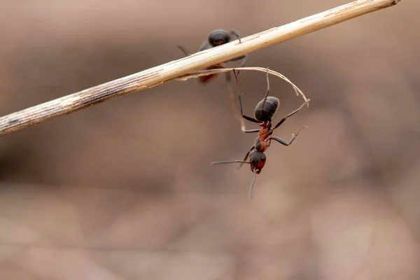 Una Hormiga Pequeña Arrastrándose Una Ramita Durante Día — Foto de Stock