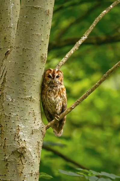 그것이 조용하고 움직이지 않았기 때문에 했음에 불구하고 Tawny Owl 뻔했다 — 스톡 사진