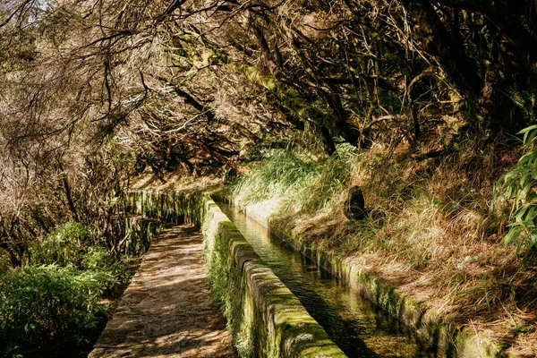 Forest Path Levada Waterway Mountains Madeira Island — Stock Photo, Image