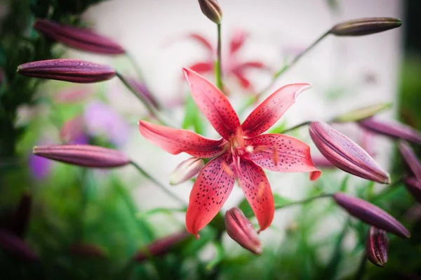 Closeup Shot Blooming Bright Red Lily Buds Field — Stock Photo, Image