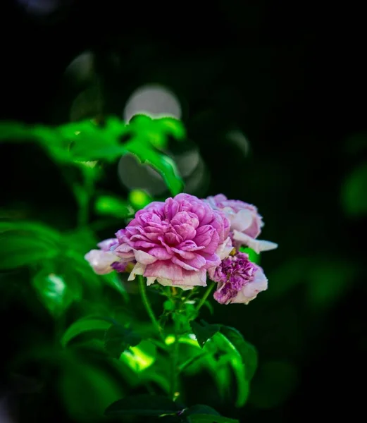 Vertical Selective Focus Shot Blooming Roses — Stock Photo, Image