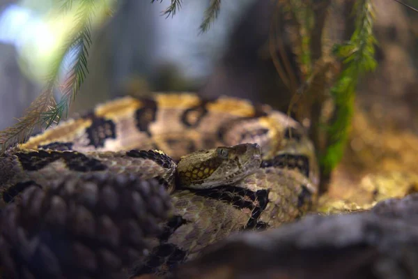 Soft Focus Curled Timber Rattlesnake Surrounded Few Leaves — Stock Photo, Image