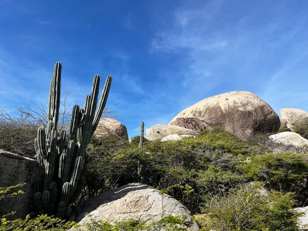 Een Mooie Opname Van Een Droog Rotsachtig Landschap Met Cactussen — Stockfoto