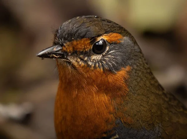 Eine Nahaufnahme Des Kopfes Eines Chucao Vogels Vor Verschwommenem Hintergrund — Stockfoto