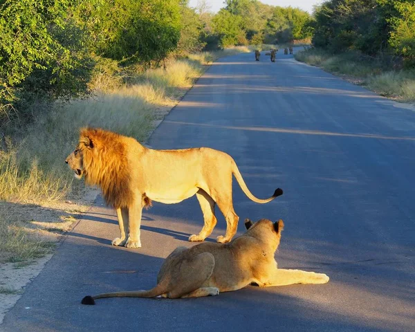 道路上のライオンと雌ライオンのカップルの閉鎖 — ストック写真