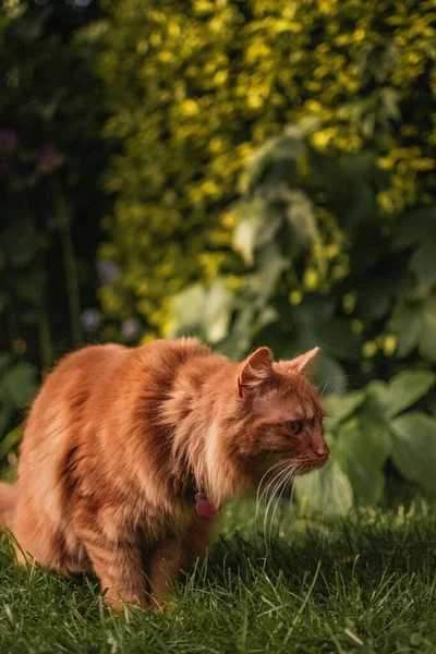 Lindo Ginger Kitten Jardín Verano Tradicional Inglés Mirando Hacia Otro —  Fotos de Stock