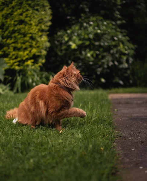 Niedliche Ginger Kitten Sitzen Auf Gras Einem Traditionellen Englischen Sommergarten — Stockfoto