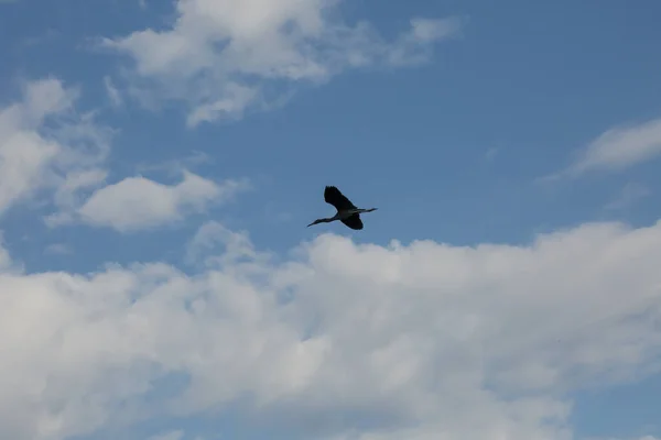 Uccello Anhinga Durante Volo Sullo Sfondo Del Cielo Blu — Foto Stock