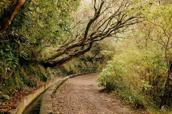 マデイラ島の山のレヴァダ水路沿いの森林道 — ストック写真