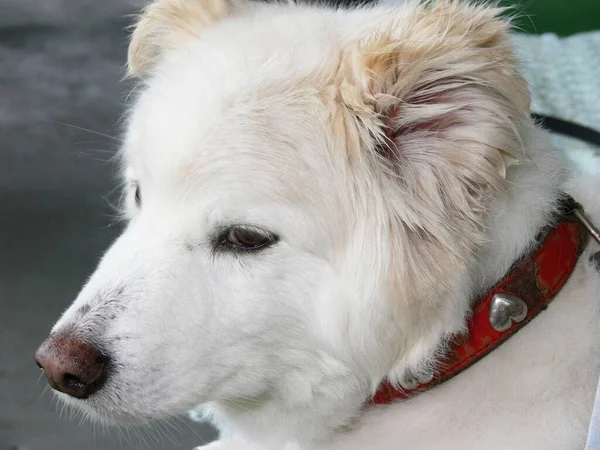 Een Blanke Samoyed Hond Zittend — Stockfoto