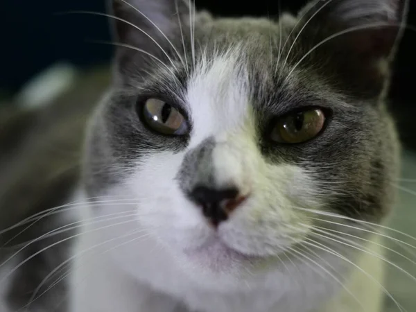Eine Nahaufnahme Des Gesichts Einer Kurzhaarigen Hauskatze — Stockfoto