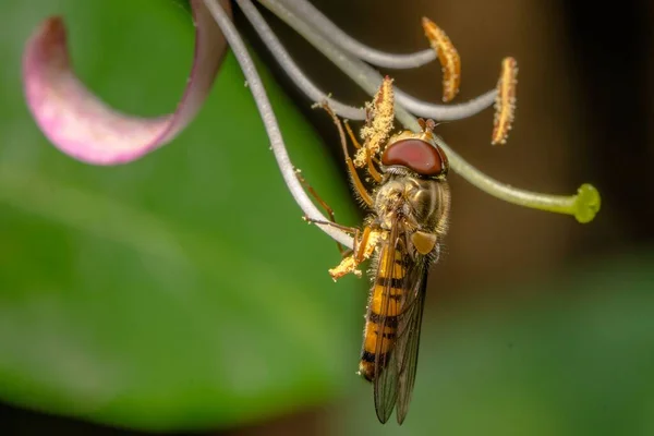 Макро Снимок Ховермухи Жимолости Syrphus Ribesii — стоковое фото