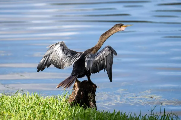 Ein Anhinga Steht Auf Einem Felsen Mit Offenen Flügeln Seeufer — Stockfoto