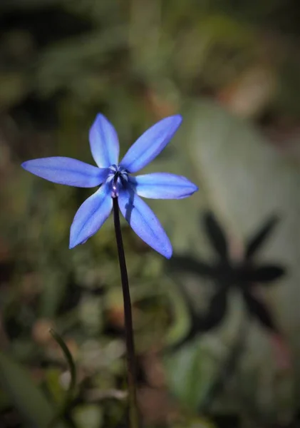 Una Flor Azul Siberiana Jardín — Foto de Stock