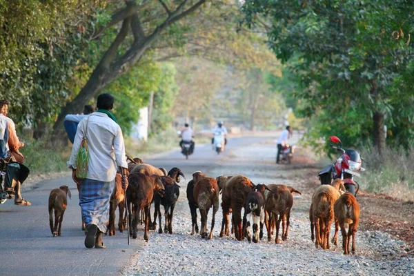 Gün Batımında Yakınlardaki Bir Köyde Koyunlarıyla Birlikte Virajlı Yolda Yürüyen — Stok fotoğraf